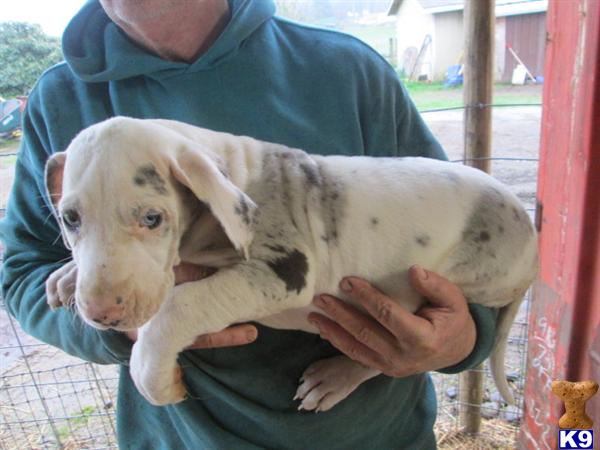 Puppies in WA